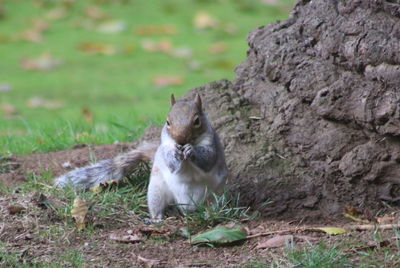 Squirrel on tree on field