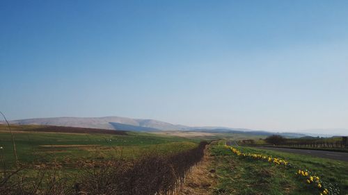 Scenic view of field against clear blue sky