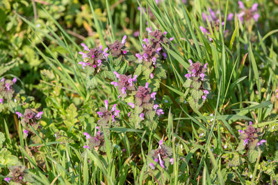 Close-up of purple flowering plants on field