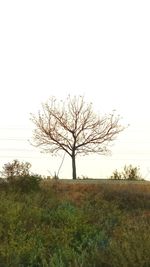 Bare tree on field against clear sky
