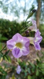 Close-up of purple flowers blooming outdoors