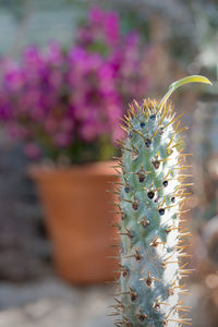 Close-up of purple cactus flower pot