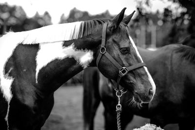 Close-up of horse in ranch