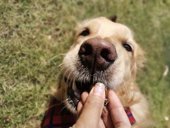 Close-up of hand holding dog