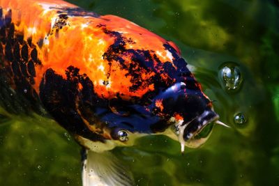 Close-up of fish swimming in lake