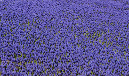 Full frame shot of lavender growing in field