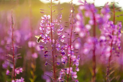 Close-up of bee pollinating pink flowers at sunset