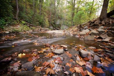 Scenic view of forest during autumn