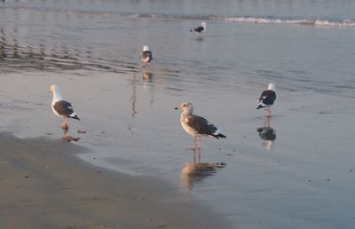 Seagulls on lake