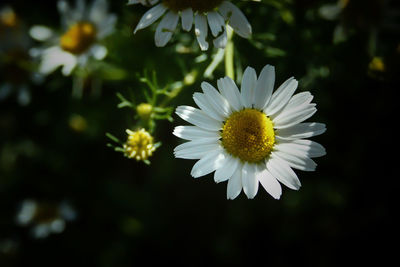 Close-up of white daisy flower