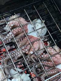 High angle view of octopus food