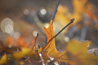 Close-up of dried autumn leaves