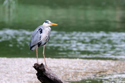 Close-up of heron perching on a lake