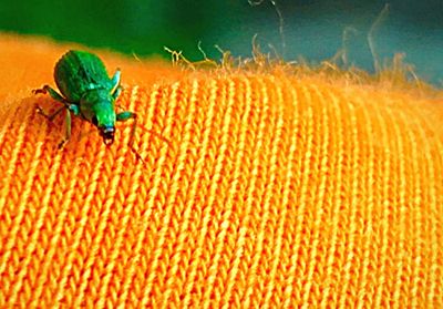 Close-up of insect on leaf