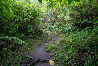 Footpath amidst trees in forest