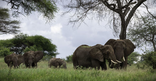 Wildlife in africa 