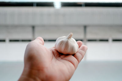 Garlic on the palm