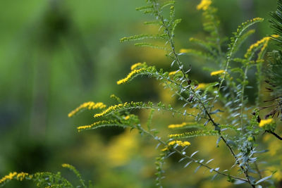 Close-up of plant against blurred background