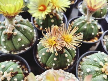 Close-up of succulent plant