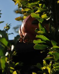 Close-up of insect on plant