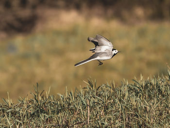 Bird flying in a sunlight