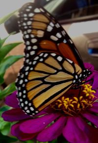 Close-up of butterfly on flower