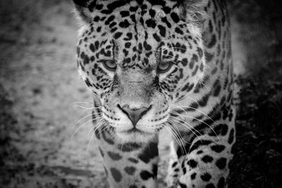 Close-up of a cat