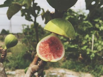 Close-up of figs growing on tree