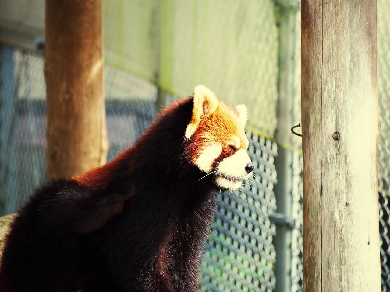 animal themes, one animal, domestic animals, mammal, animals in the wild, bird, wildlife, pets, animals in captivity, vertebrate, zoology, livestock, close-up, focus on foreground, fence, animal body part, animal head, cage, wood - material, two animals