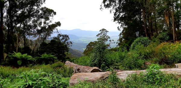 Scenic view of trees and mountains against sky