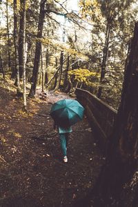 Rear view of person holding umbrella while walking amidst trees at forest