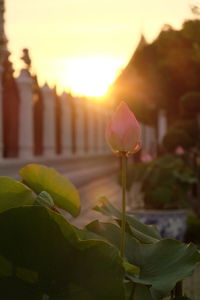 Close-up of flowering plant against sky during sunset