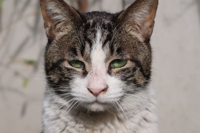 Close-up portrait of cat