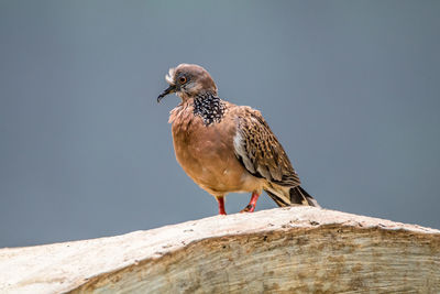 Close-up of bird perching on wood