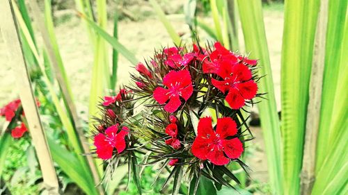 Close-up of red flowers