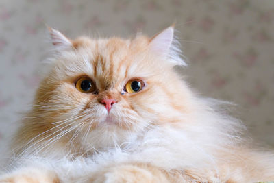 Close-up portrait of a cat