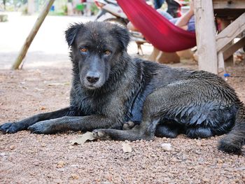 Portrait of dog sitting on field