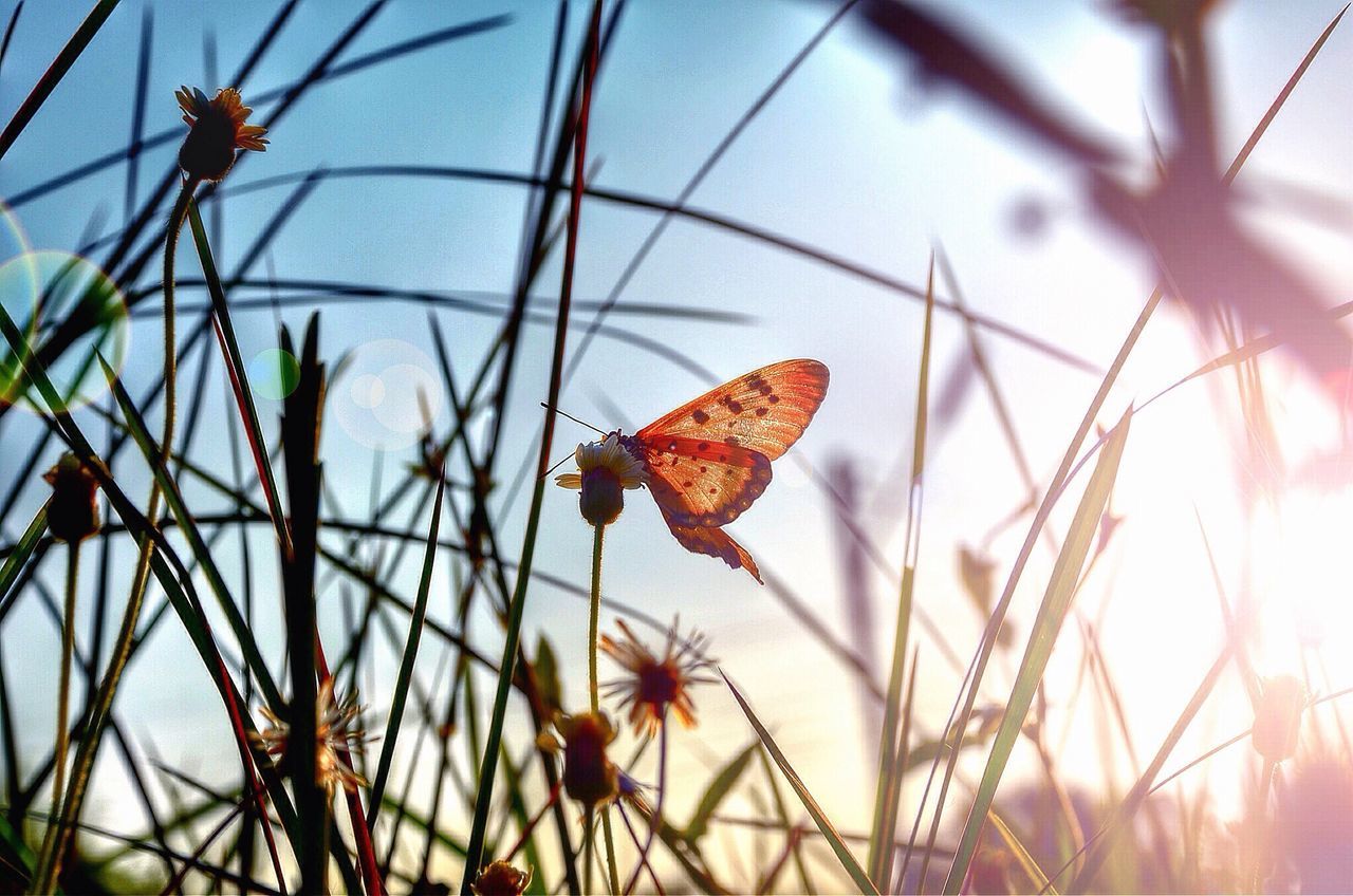 plant, focus on foreground, sky, close-up, nature, insect, low angle view, one animal, growth, beauty in nature, sunset, outdoors, dry, butterfly, leaf, stem, fragility, animal themes, animals in the wild, red