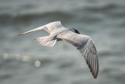 Seagull flying over sea