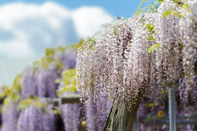 An image of a beautifully blooming wisteria flower.