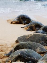 Turtle on shore at beach