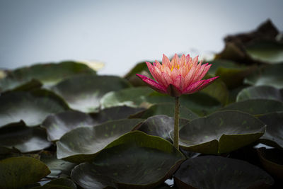 Close-up of pink flower