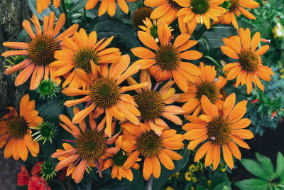 Close-up of sunflower