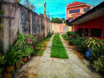 Potted plants on footpath amidst buildings