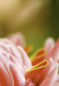 Close-up of orange flower