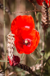 Close-up of red poppy