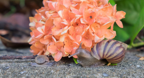 Close-up of snail on flower