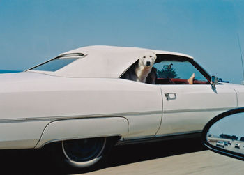 Dog looking through window of car against sky