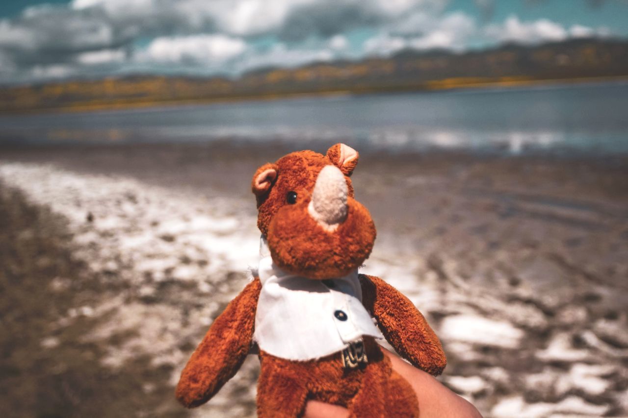 stuffed toy, toy, focus on foreground, representation, no people, animal representation, land, beach, teddy bear, day, nature, sky, animal, water, sea, mammal, outdoors, sand, sunlight, creativity