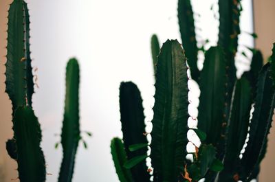 Close-up of fresh cactus plants